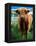 Highland Cow, Hope, United Kingdom-Mark Daffey-Framed Premier Image Canvas