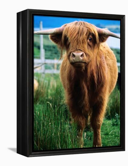Highland Cow, Hope, United Kingdom-Mark Daffey-Framed Premier Image Canvas