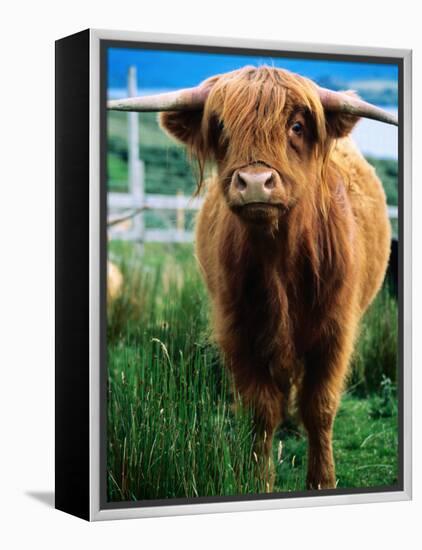 Highland Cow, Hope, United Kingdom-Mark Daffey-Framed Premier Image Canvas