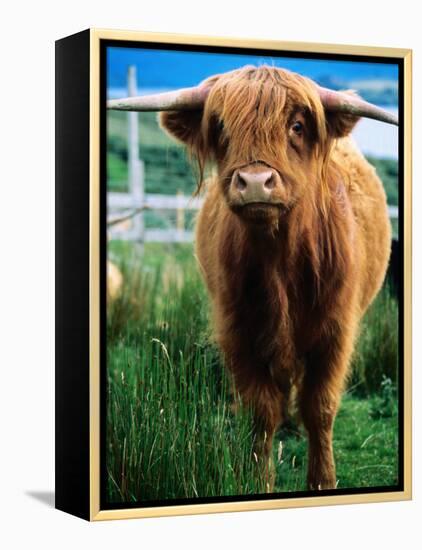 Highland Cow, Hope, United Kingdom-Mark Daffey-Framed Premier Image Canvas