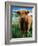 Highland Cow, Hope, United Kingdom-Mark Daffey-Framed Photographic Print