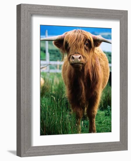 Highland Cow, Hope, United Kingdom-Mark Daffey-Framed Photographic Print