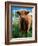 Highland Cow, Hope, United Kingdom-Mark Daffey-Framed Photographic Print