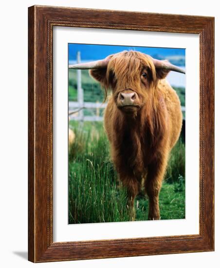 Highland Cow, Hope, United Kingdom-Mark Daffey-Framed Photographic Print