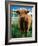 Highland Cow, Hope, United Kingdom-Mark Daffey-Framed Photographic Print