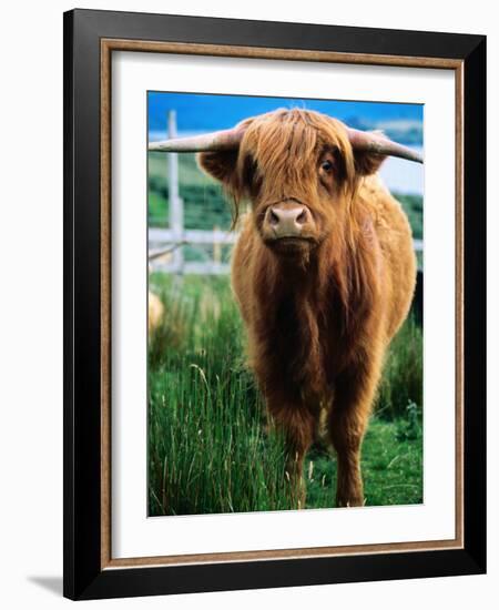 Highland Cow, Hope, United Kingdom-Mark Daffey-Framed Photographic Print