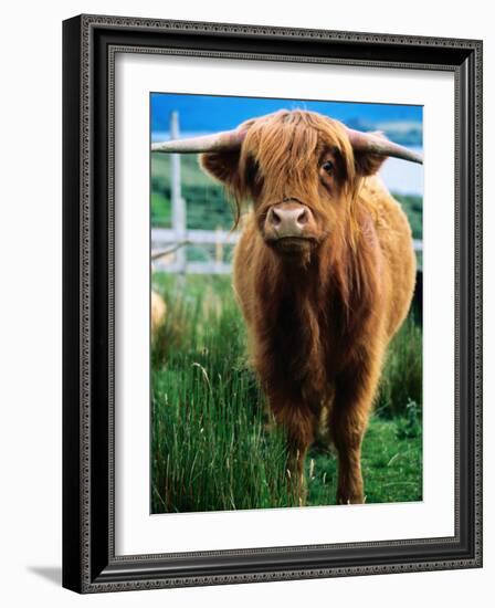 Highland Cow, Hope, United Kingdom-Mark Daffey-Framed Photographic Print