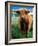 Highland Cow, Hope, United Kingdom-Mark Daffey-Framed Photographic Print