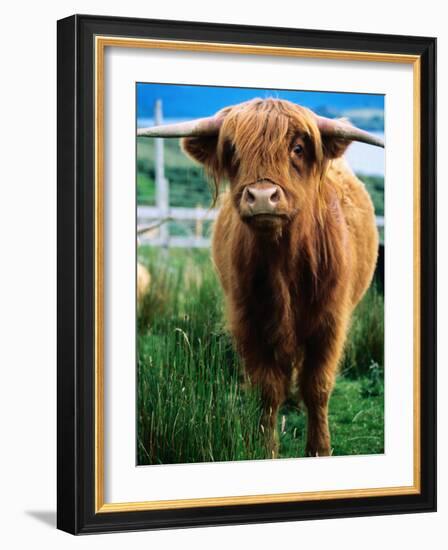 Highland Cow, Hope, United Kingdom-Mark Daffey-Framed Photographic Print