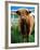 Highland Cow, Hope, United Kingdom-Mark Daffey-Framed Photographic Print