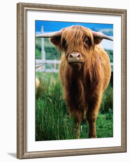 Highland Cow, Hope, United Kingdom-Mark Daffey-Framed Photographic Print