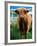 Highland Cow, Hope, United Kingdom-Mark Daffey-Framed Photographic Print