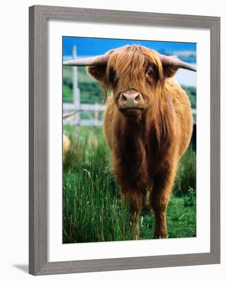 Highland Cow, Hope, United Kingdom-Mark Daffey-Framed Photographic Print