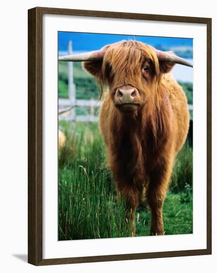 Highland Cow, Hope, United Kingdom-Mark Daffey-Framed Photographic Print