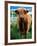 Highland Cow, Hope, United Kingdom-Mark Daffey-Framed Photographic Print