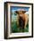 Highland Cow, Hope, United Kingdom-Mark Daffey-Framed Photographic Print