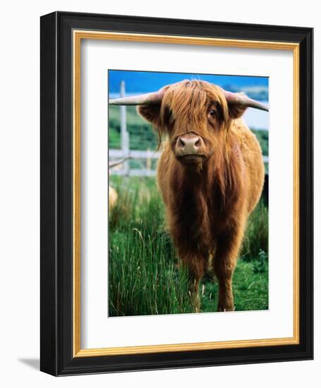 Highland Cow, Hope, United Kingdom-Mark Daffey-Framed Photographic Print
