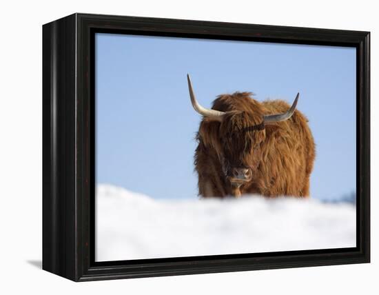 Highland Cow in Snow, Conservation Grazing on Arnside Knott, Cumbria, England-Steve & Ann Toon-Framed Premier Image Canvas