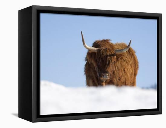 Highland Cow in Snow, Conservation Grazing on Arnside Knott, Cumbria, England-Steve & Ann Toon-Framed Premier Image Canvas