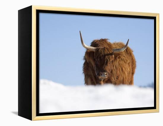 Highland Cow in Snow, Conservation Grazing on Arnside Knott, Cumbria, England-Steve & Ann Toon-Framed Premier Image Canvas