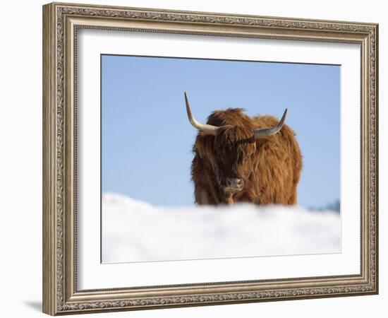 Highland Cow in Snow, Conservation Grazing on Arnside Knott, Cumbria, England-Steve & Ann Toon-Framed Photographic Print