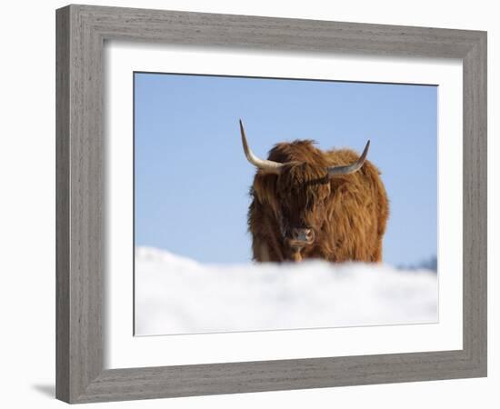 Highland Cow in Snow, Conservation Grazing on Arnside Knott, Cumbria, England-Steve & Ann Toon-Framed Photographic Print