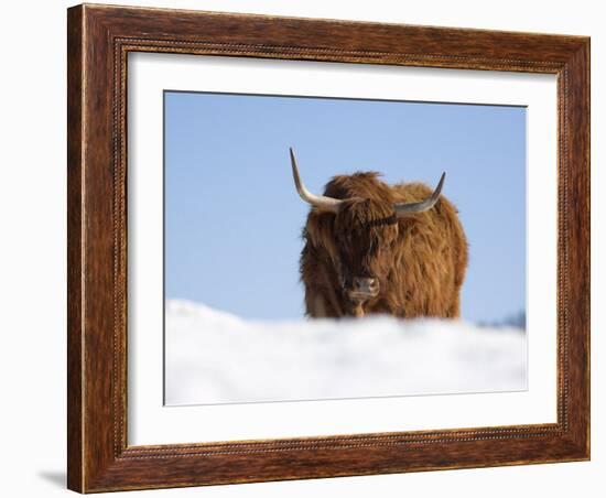 Highland Cow in Snow, Conservation Grazing on Arnside Knott, Cumbria, England-Steve & Ann Toon-Framed Photographic Print