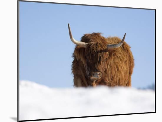 Highland Cow in Snow, Conservation Grazing on Arnside Knott, Cumbria, England-Steve & Ann Toon-Mounted Photographic Print