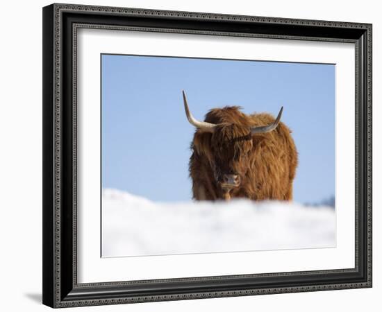 Highland Cow in Snow, Conservation Grazing on Arnside Knott, Cumbria, England-Steve & Ann Toon-Framed Photographic Print