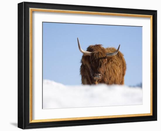 Highland Cow in Snow, Conservation Grazing on Arnside Knott, Cumbria, England-Steve & Ann Toon-Framed Photographic Print