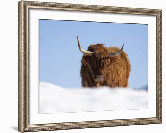 Highland Cow in Snow, Conservation Grazing on Arnside Knott, Cumbria, England-Steve & Ann Toon-Framed Photographic Print