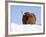 Highland Cow in Snow, Conservation Grazing on Arnside Knott, Cumbria, England-Steve & Ann Toon-Framed Photographic Print