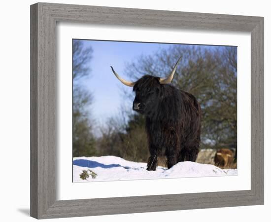 Highland Cow in Snow, Conservation Grazing on Arnside Knott, Cumbria, England-Steve & Ann Toon-Framed Photographic Print