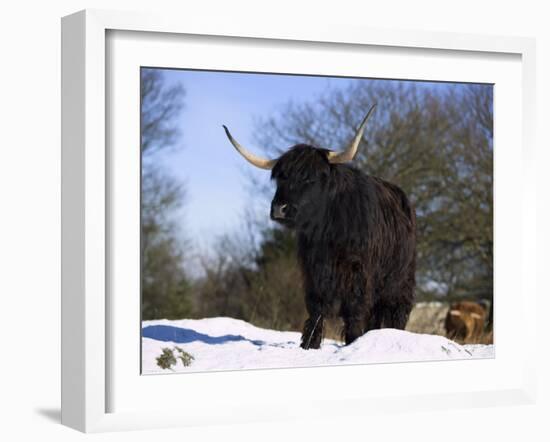 Highland Cow in Snow, Conservation Grazing on Arnside Knott, Cumbria, England-Steve & Ann Toon-Framed Photographic Print