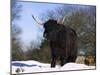 Highland Cow in Snow, Conservation Grazing on Arnside Knott, Cumbria, England-Steve & Ann Toon-Mounted Photographic Print