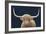 Highland Cow Navy-James Wiens-Framed Art Print