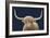 Highland Cow Navy-James Wiens-Framed Art Print