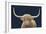 Highland Cow Navy-James Wiens-Framed Art Print