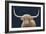 Highland Cow Navy-James Wiens-Framed Art Print