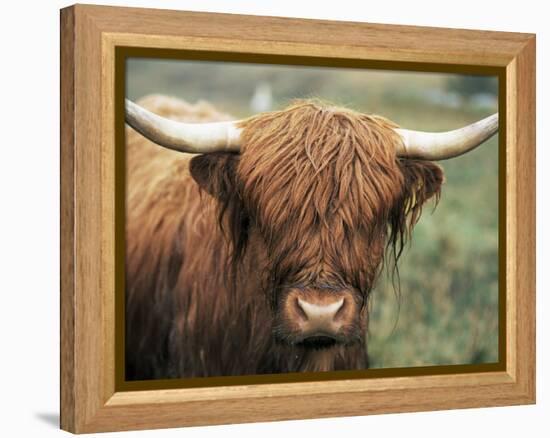 Highland Cow, Near Elgol, Isle of Skye, Highland Region, Scotland, United Kingdom-Neale Clarke-Framed Premier Image Canvas