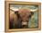 Highland Cow, Near Elgol, Isle of Skye, Highland Region, Scotland, United Kingdom-Neale Clarke-Framed Premier Image Canvas