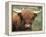 Highland Cow, Near Elgol, Isle of Skye, Highland Region, Scotland, United Kingdom-Neale Clarke-Framed Premier Image Canvas