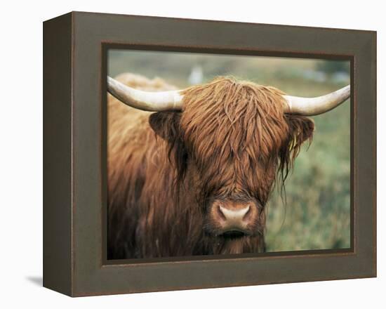 Highland Cow, Near Elgol, Isle of Skye, Highland Region, Scotland, United Kingdom-Neale Clarke-Framed Premier Image Canvas