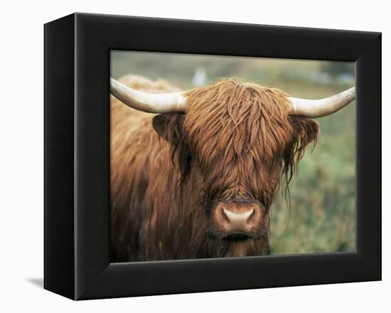 Highland Cow, Near Elgol, Isle of Skye, Highland Region, Scotland, United Kingdom-Neale Clarke-Framed Premier Image Canvas