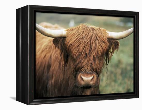 Highland Cow, Near Elgol, Isle of Skye, Highland Region, Scotland, United Kingdom-Neale Clarke-Framed Premier Image Canvas