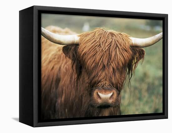 Highland Cow, Near Elgol, Isle of Skye, Highland Region, Scotland, United Kingdom-Neale Clarke-Framed Premier Image Canvas