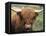 Highland Cow, Near Elgol, Isle of Skye, Highland Region, Scotland, United Kingdom-Neale Clarke-Framed Premier Image Canvas