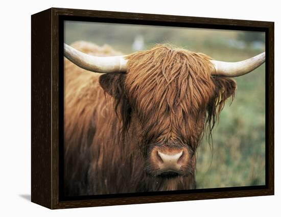 Highland Cow, Near Elgol, Isle of Skye, Highland Region, Scotland, United Kingdom-Neale Clarke-Framed Premier Image Canvas