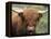 Highland Cow, Near Elgol, Isle of Skye, Highland Region, Scotland, United Kingdom-Neale Clarke-Framed Premier Image Canvas