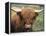 Highland Cow, Near Elgol, Isle of Skye, Highland Region, Scotland, United Kingdom-Neale Clarke-Framed Premier Image Canvas